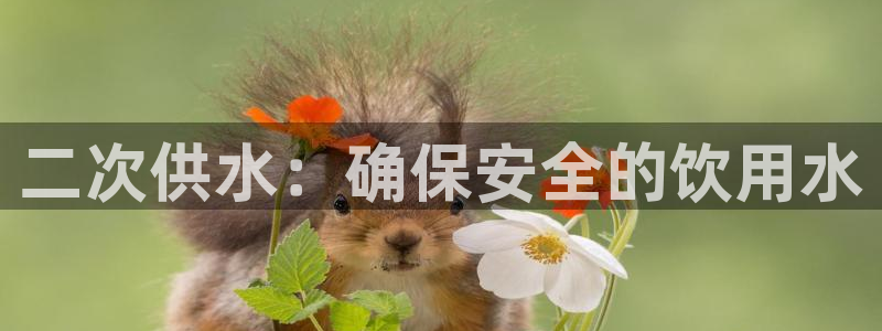球友会比赛结果查询